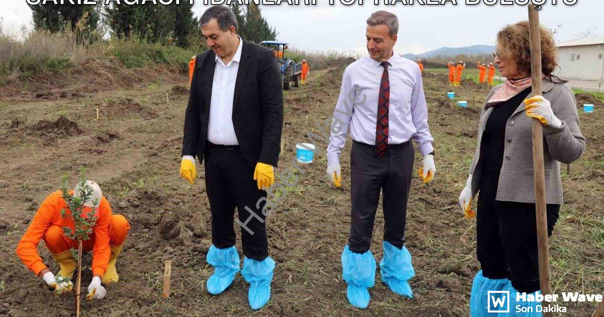 "Dalaman Cezaevi'nde Tarımsal Kalkınma: Sakız Ağacı Fidanları Toprakla Buluştu" başlıklı haber için