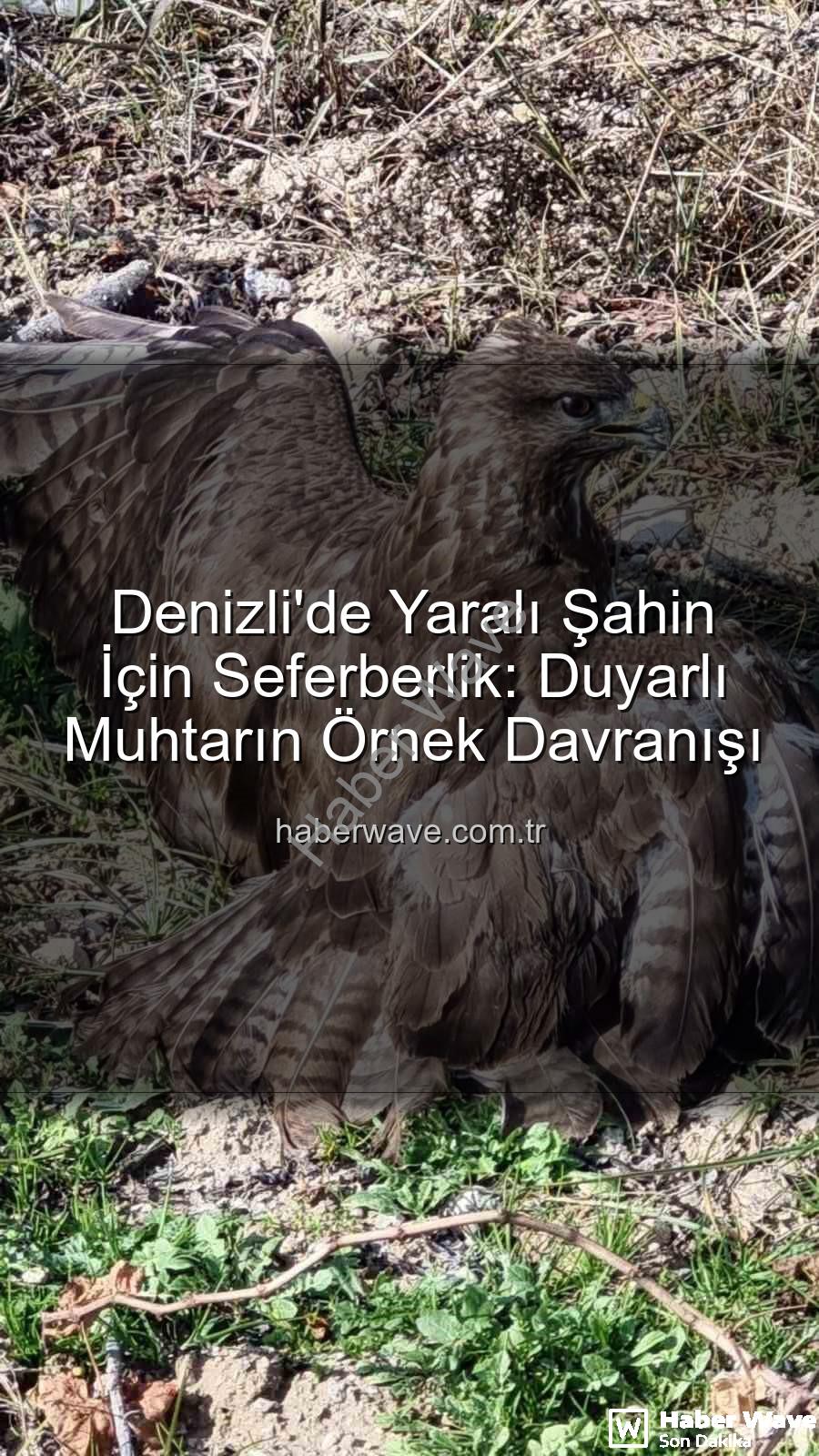 Denizli'de yaralı şahin - Denizli'de Yaralı Şahin İçin Seferberlik: Duyarlı Muhtarın Örnek Davranışı