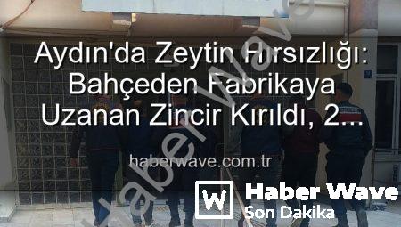 Aydın’da Zeytin Hırsızlığı: Bahçeden Fabrikaya Uzanan Zincir Kırıldı, 2 Şüpheli Yakalandı