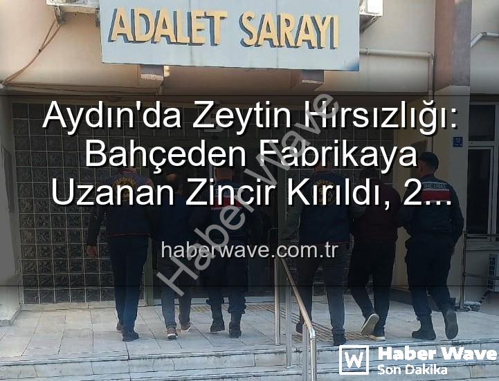 zeytin hırsızlığı - Aydın'da Zeytin Hırsızlığı: Bahçeden Fabrikaya Uzanan Zincir Kırıldı, 2 Şüpheli Yakalandı