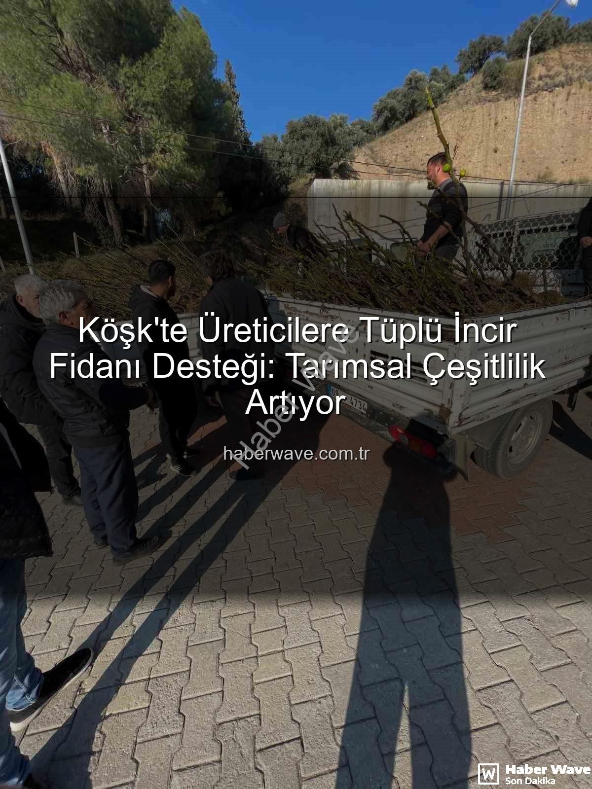 tüplü incir fidanı - Köşk'te Üreticilere Tüplü İncir Fidanı Desteği: Tarımsal Çeşitlilik Artıyor