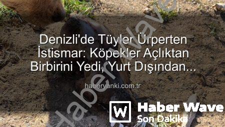 Denizli’de Tüyler Ürperten İstismar: Hayvan Sevgisi Adına Toplanan Bağışlarla Kurulan Barınakta Köpekler Açlıktan Birbirini Yedi