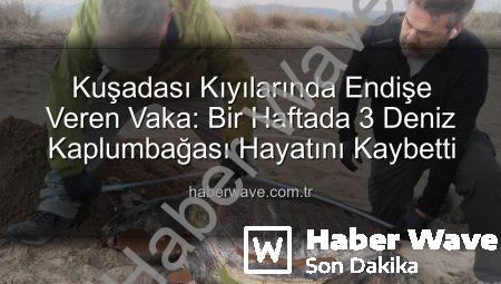 Kuşadası Kıyılarında Endişe Veren Vaka: Bir Haftada 3 Deniz Kaplumbağası Hayatını Kaybetti