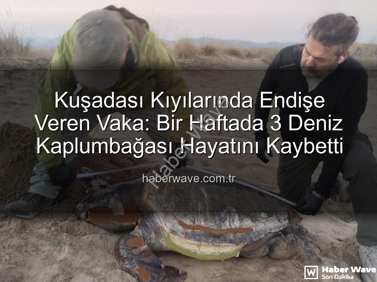 deniz kaplumbağası ölümü - Kuşadası Kıyılarında Endişe Veren Vaka: Bir Haftada 3 Deniz Kaplumbağası Hayatını Kaybetti