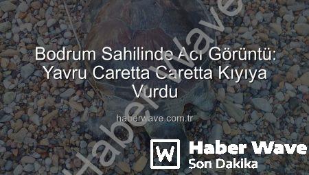 Bodrum Sahilinde Acı Görüntü: Yavru Caretta Caretta Kıyıya Vurdu