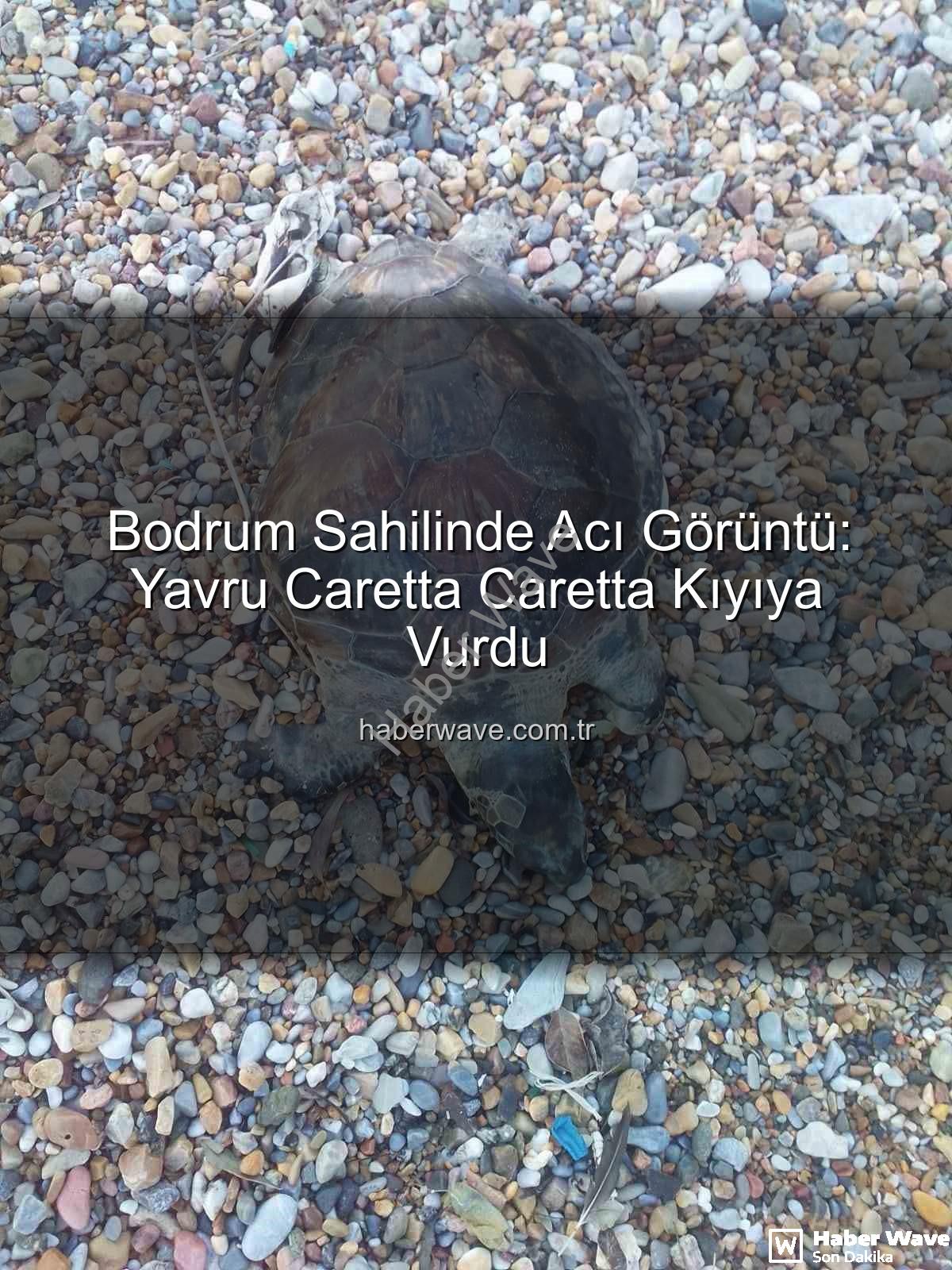 yavru caretta caretta - Bodrum Sahilinde Acı Görüntü: Yavru Caretta Caretta Kıyıya Vurdu