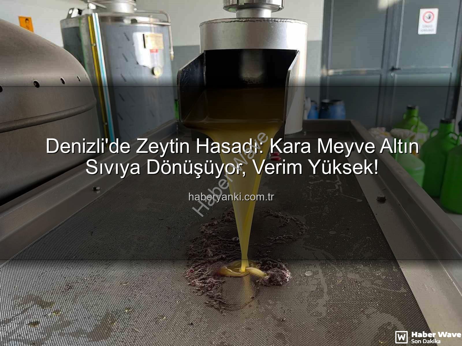 zeytin yağı üretimi - Denizli'de Zeytinin Altın Sıvıya Dönüşüm Yolculuğu: Bereketli Hasat ve Üretim Süreci Haberwave.com.tr'de