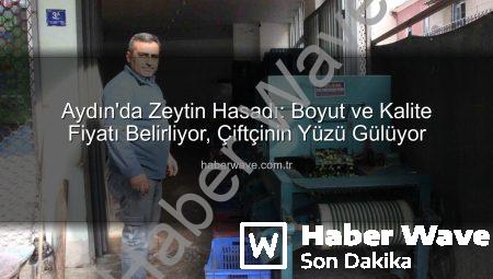 Aydın’da Zeytin Hasadı: Boyut ve Kalite Fiyatı Belirliyor, Çiftçinin Yüzü Gülüyor