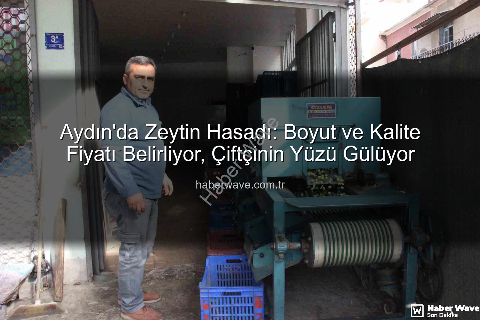 Aydın zeytin hasadı - Aydın'da Zeytin Hasadı: Boyut ve Kalite Fiyatı Belirliyor, Çiftçinin Yüzü Gülüyor