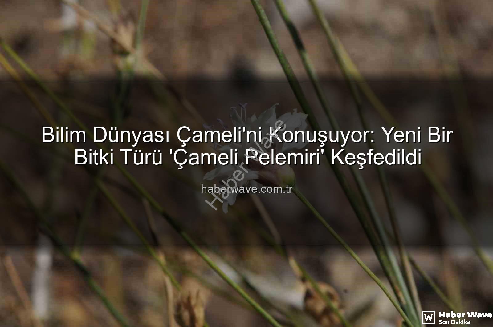 Çameli pelemiri - Bilim Dünyası Çameli'ni Konuşuyor: Yeni Bir Bitki Türü 'Çameli Pelemiri' Keşfedildi