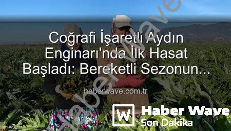 Coğrafi İşaretli Aydın Enginarı’nda İlk Hasat Başladı: Bereketli Sezonun Müjdesi Haberwave’de!