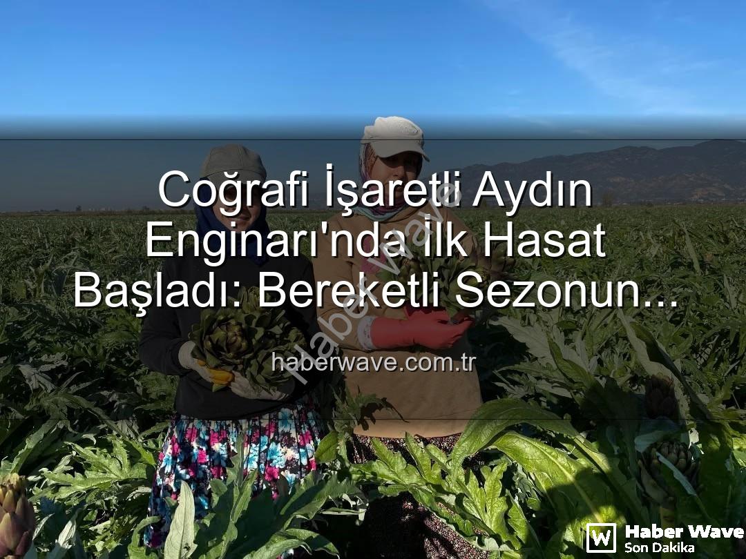 Aydın Enginarı - Coğrafi İşaretli Aydın Enginarı'nda İlk Hasat Başladı: Bereketli Sezonun Müjdesi Haberwave'de!