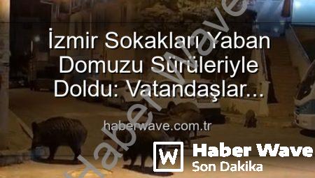 İzmir Sokakları Yaban Domuzu Sürüleriyle Doldu: Vatandaşlar Tedirgin, Yetkililere Çağrı Var