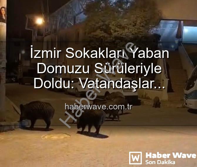 yaban domuzu - İzmir Sokakları Yaban Domuzu Sürüleriyle Doldu: Vatandaşlar Tedirgin, Yetkililere Çağrı Var